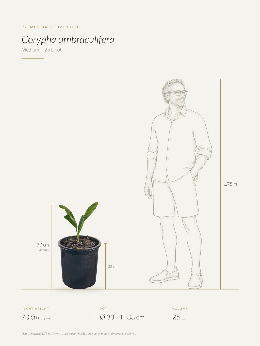 Corypha umbraculifera – size guide