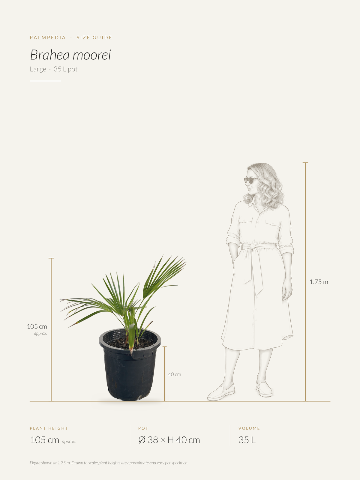Brahea moorei – size guide
