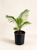 Chrysalidocarpus leptocheilos