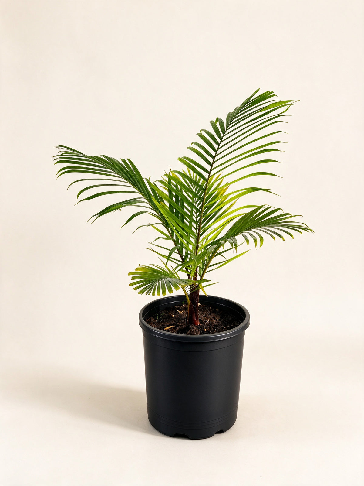 Chrysalidocarpus leptocheilos