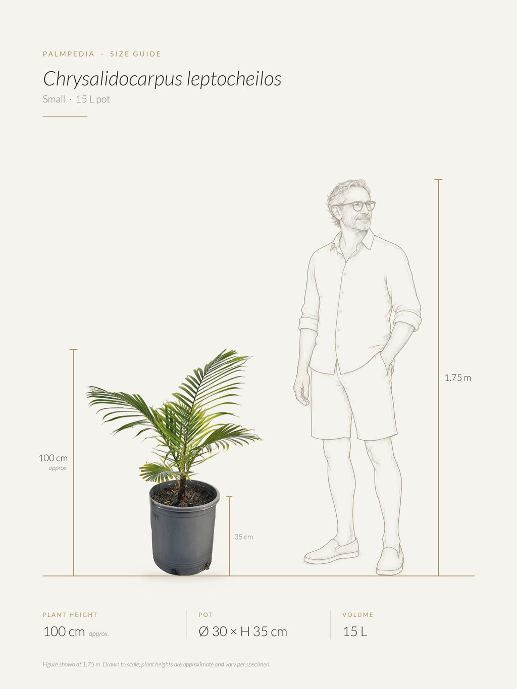 Chrysalidocarpus leptocheilos – size guide