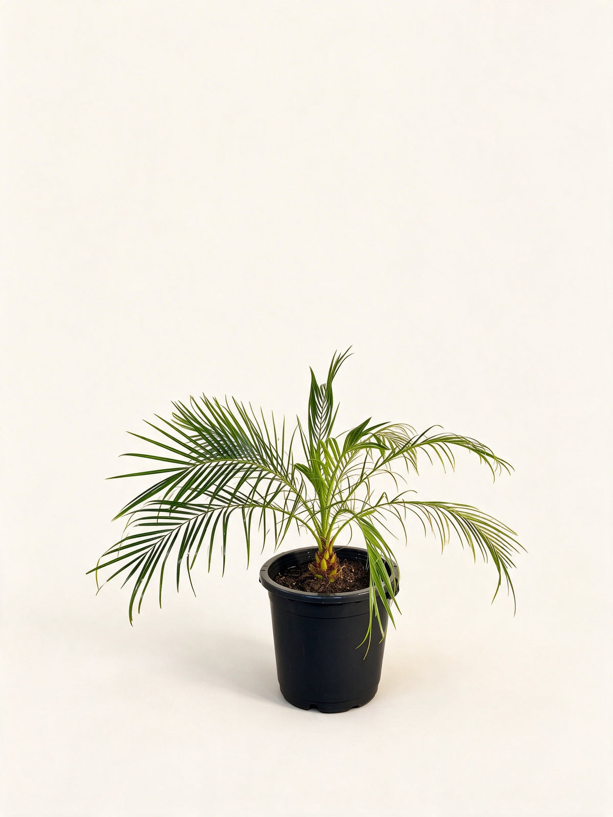 Brahea dulcis