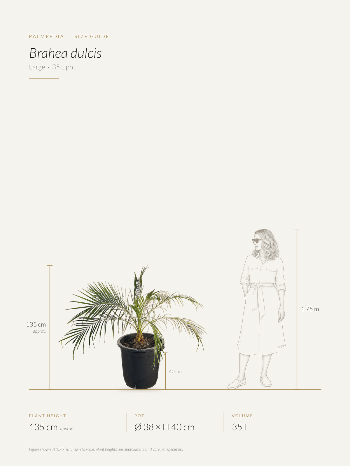 Brahea dulcis – size guide