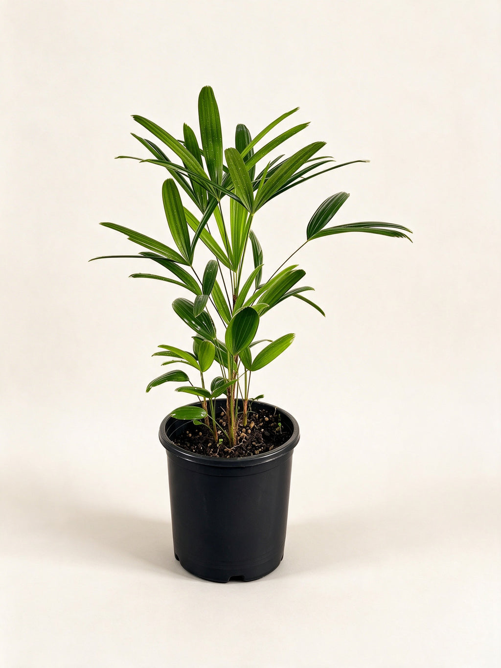 Rhapis excelsa 'Taiwan'