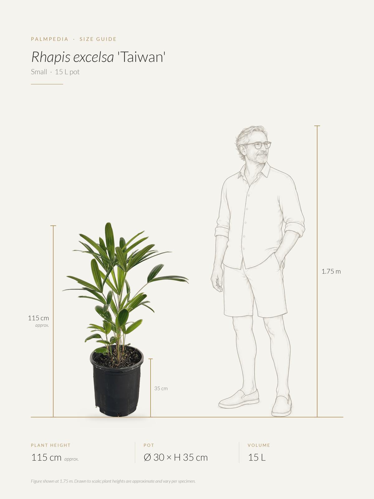 Rhapis excelsa 'Taiwan' – size guide