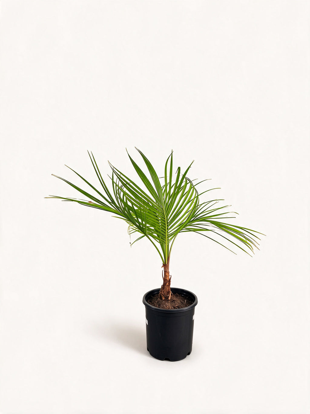Beccariophoenix alfredii