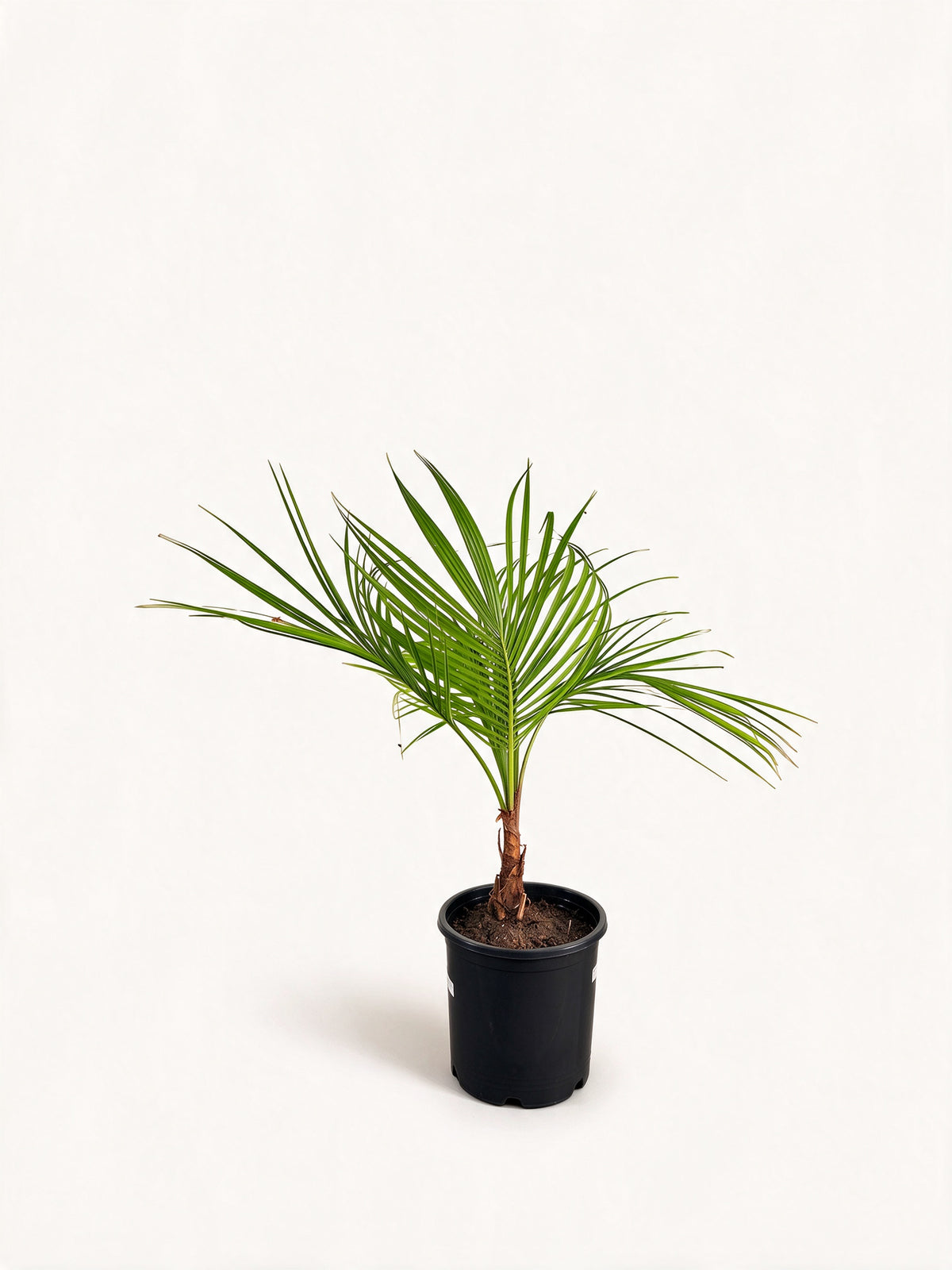 Beccariophoenix alfredii