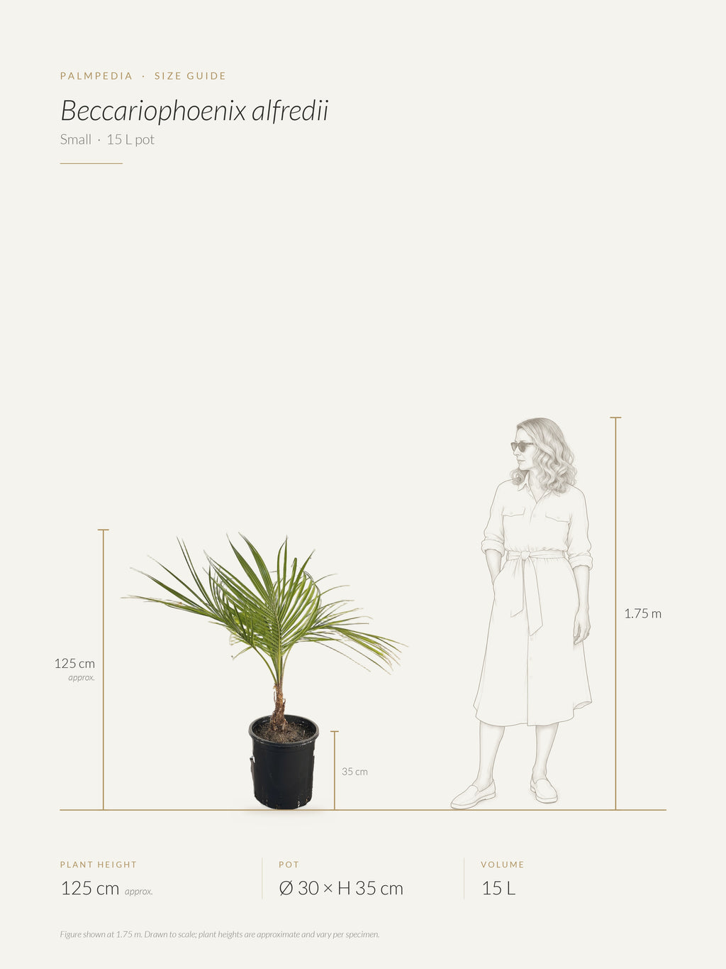 Beccariophoenix alfredii – size guide