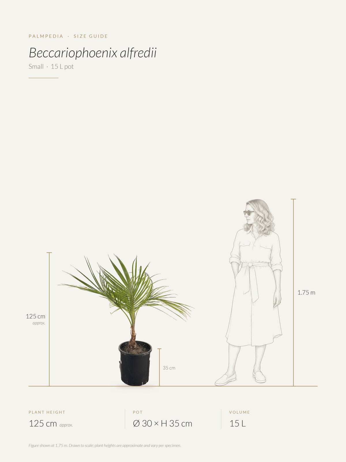 Beccariophoenix alfredii – size guide