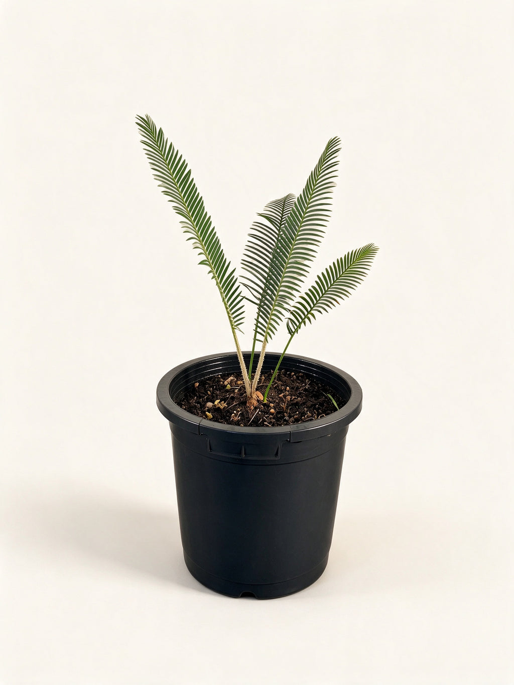 Dioon holmgrenii