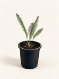 Dioon holmgrenii
