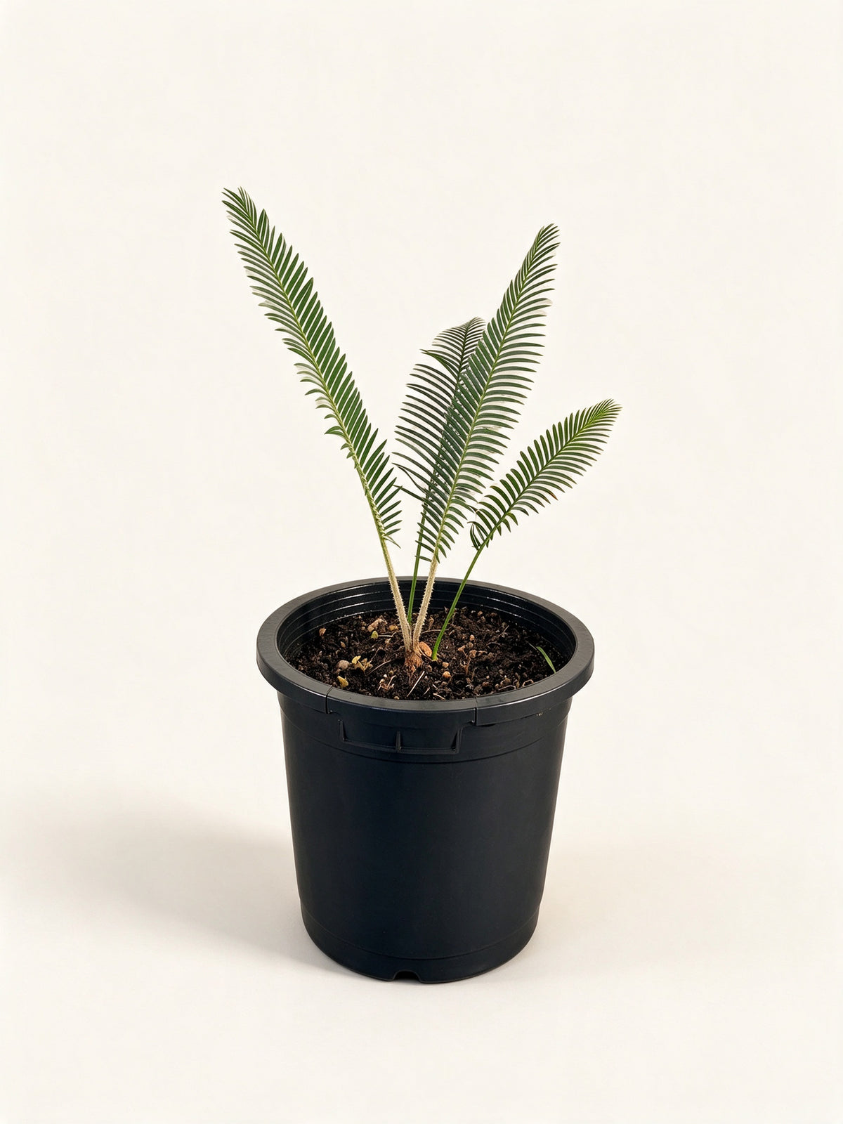Dioon holmgrenii
