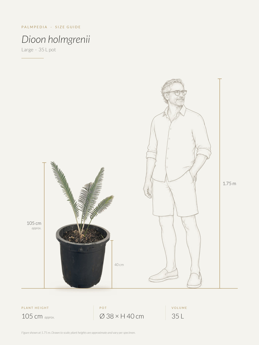 Dioon holmgrenii – size guide