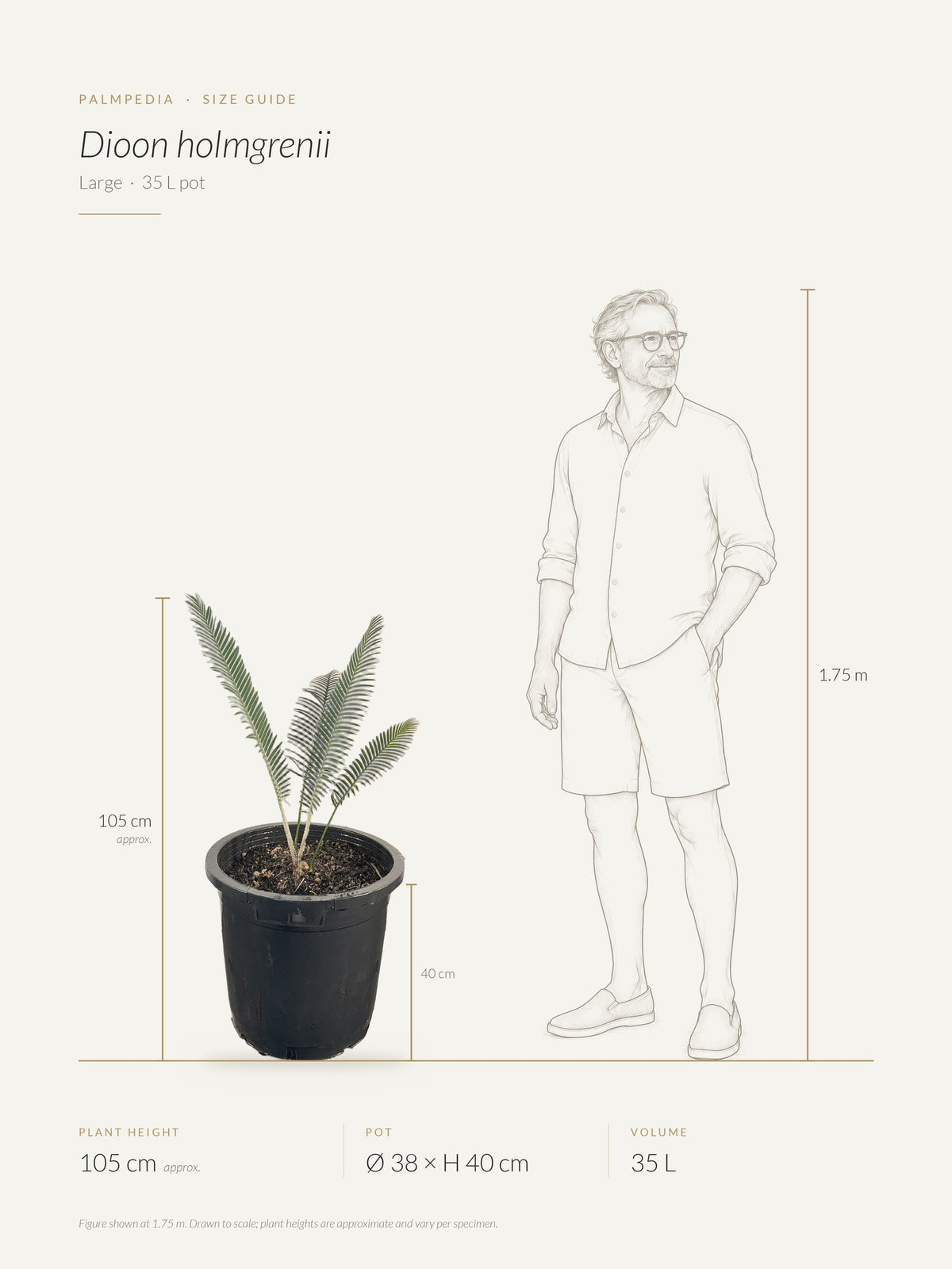 Dioon holmgrenii – size guide