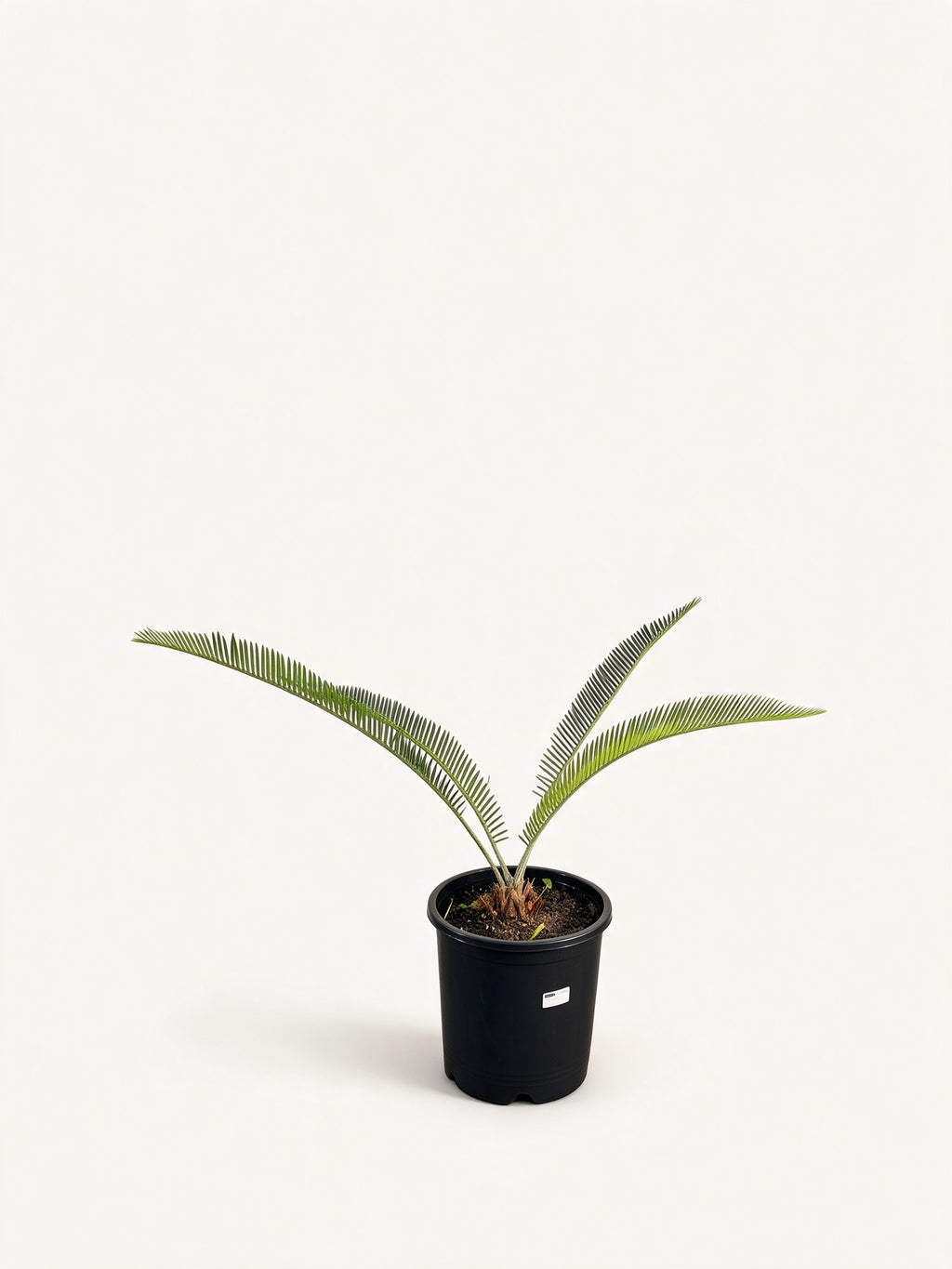 Dioon califanoi