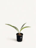 Dioon califanoi