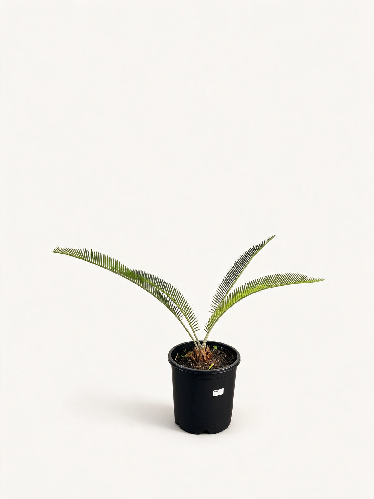 Dioon califanoi