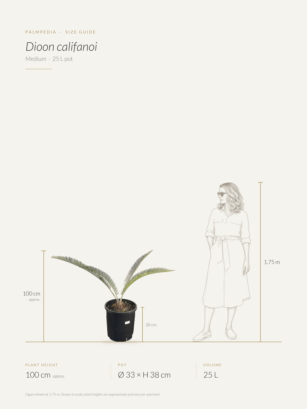 Dioon califanoi – size guide