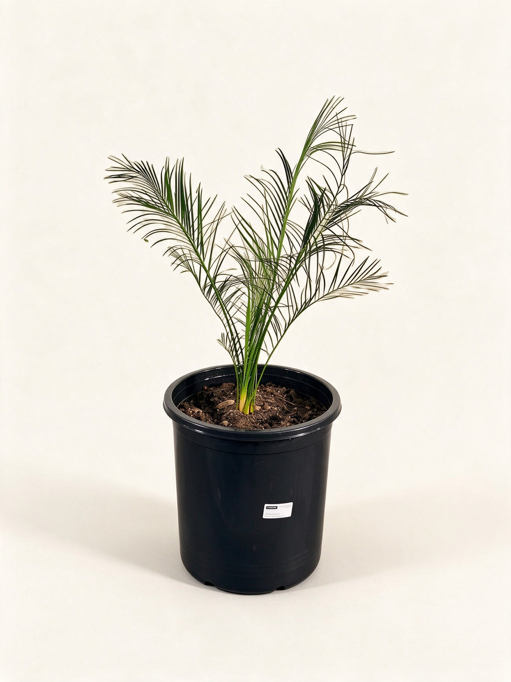 Macrozamia serpentina