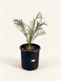 Macrozamia serpentina