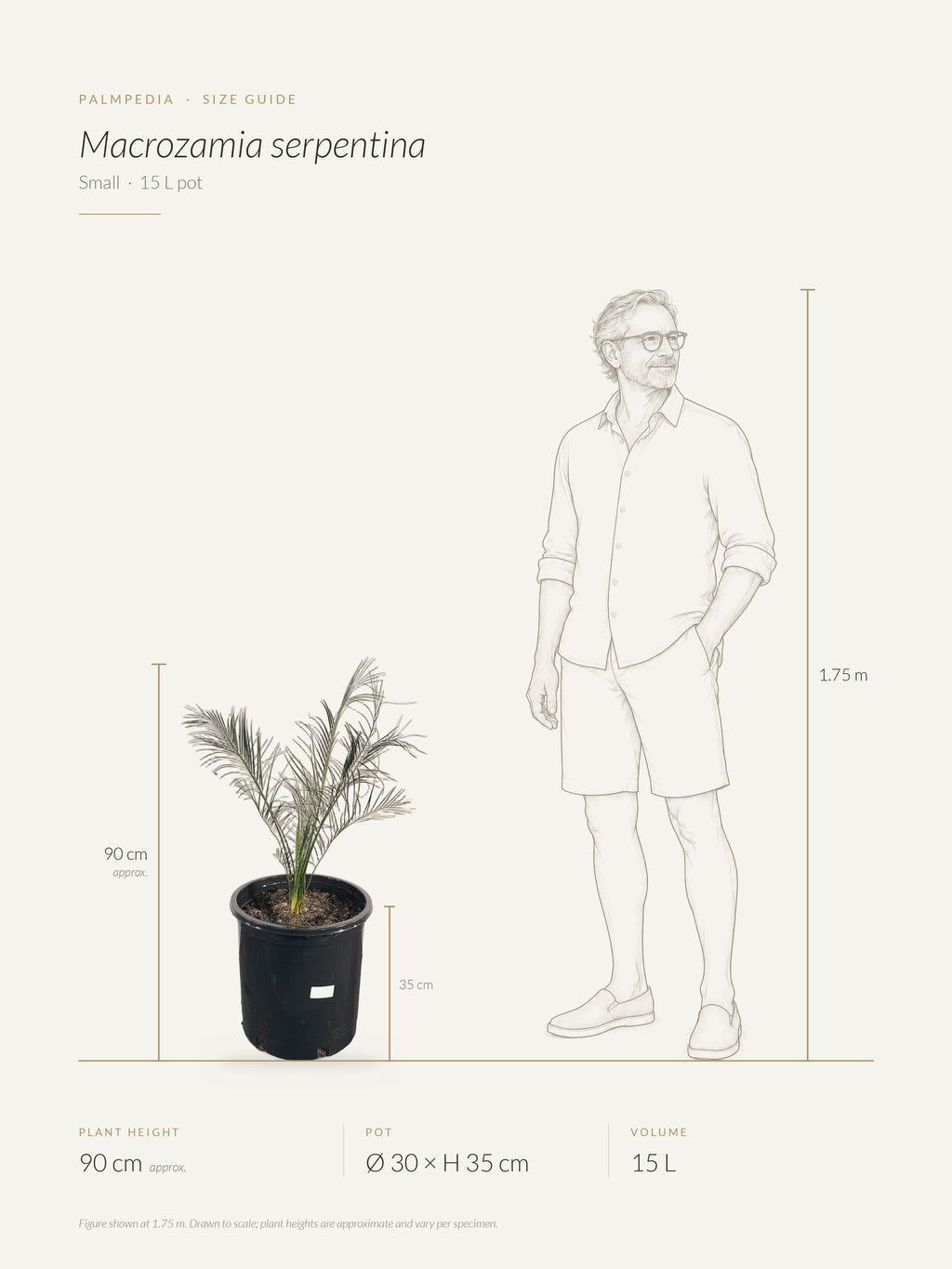 Macrozamia serpentina – size guide