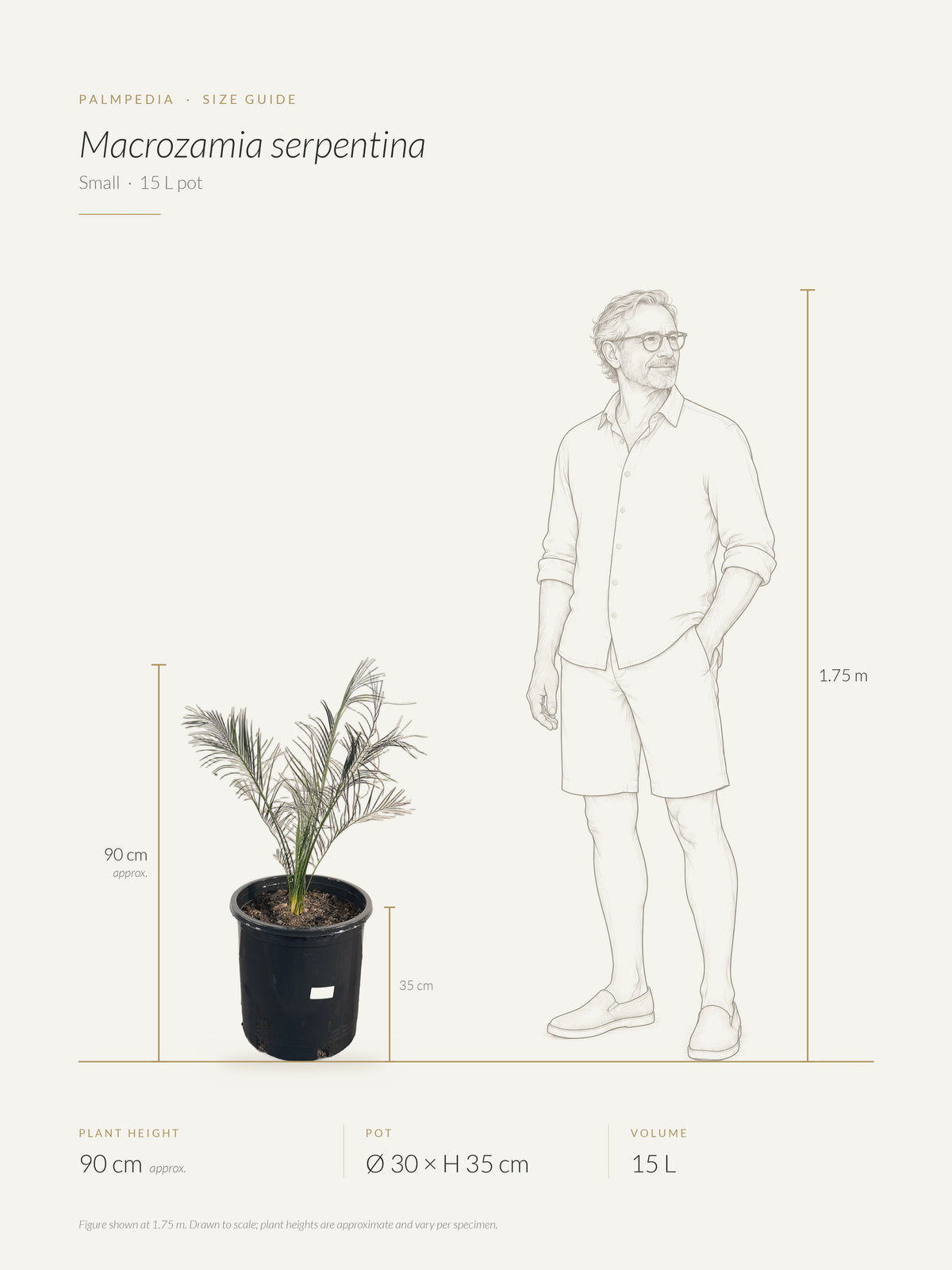 Macrozamia serpentina – size guide
