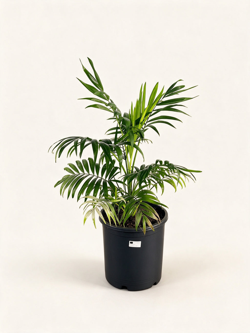 Chamaedorea elegans