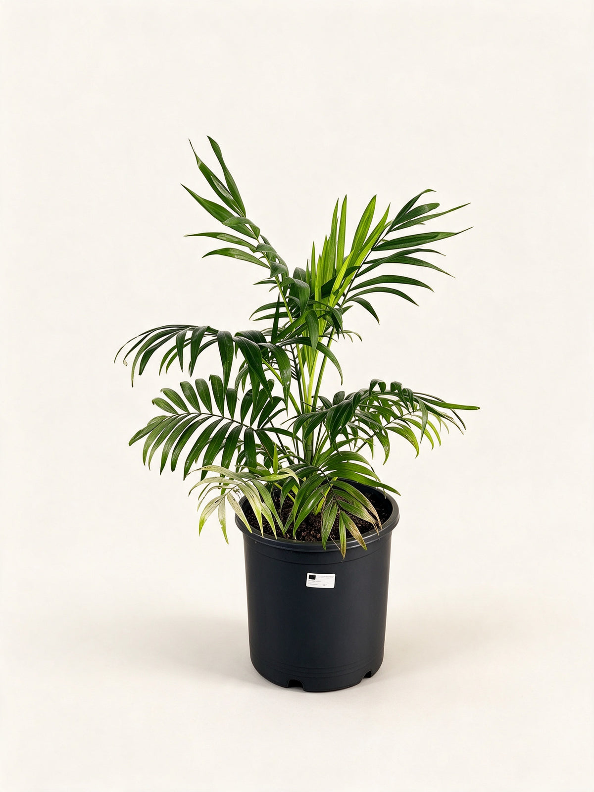 Chamaedorea elegans