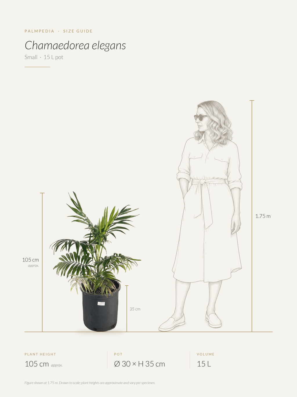 Chamaedorea elegans – size guide