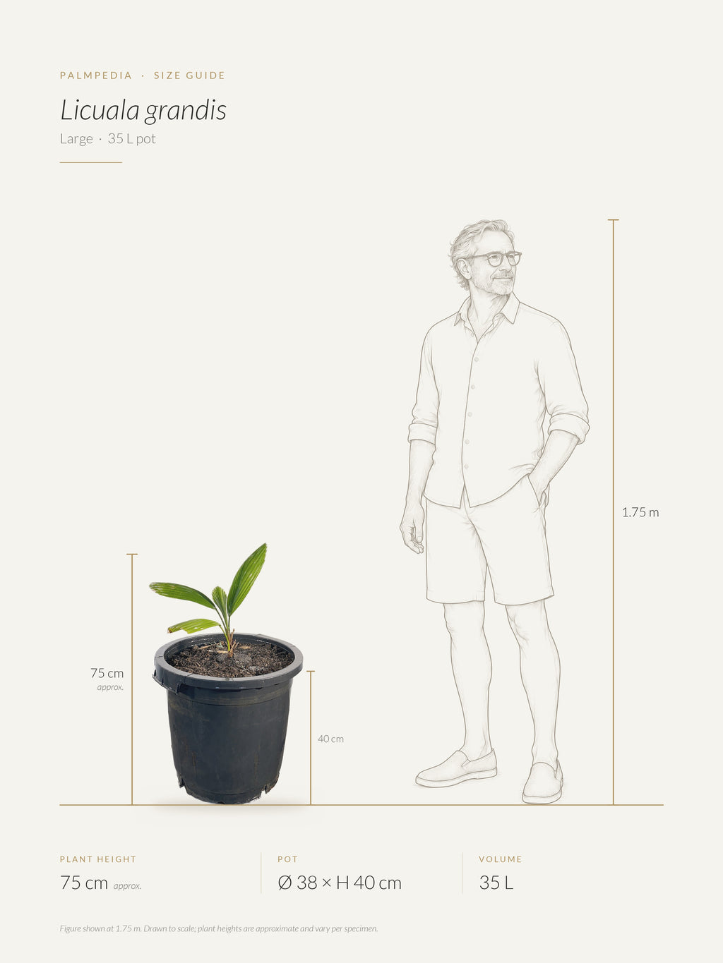 Licuala grandis – size guide