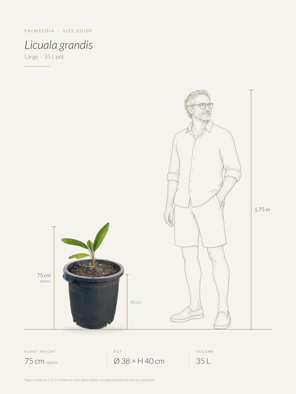 Licuala grandis – size guide