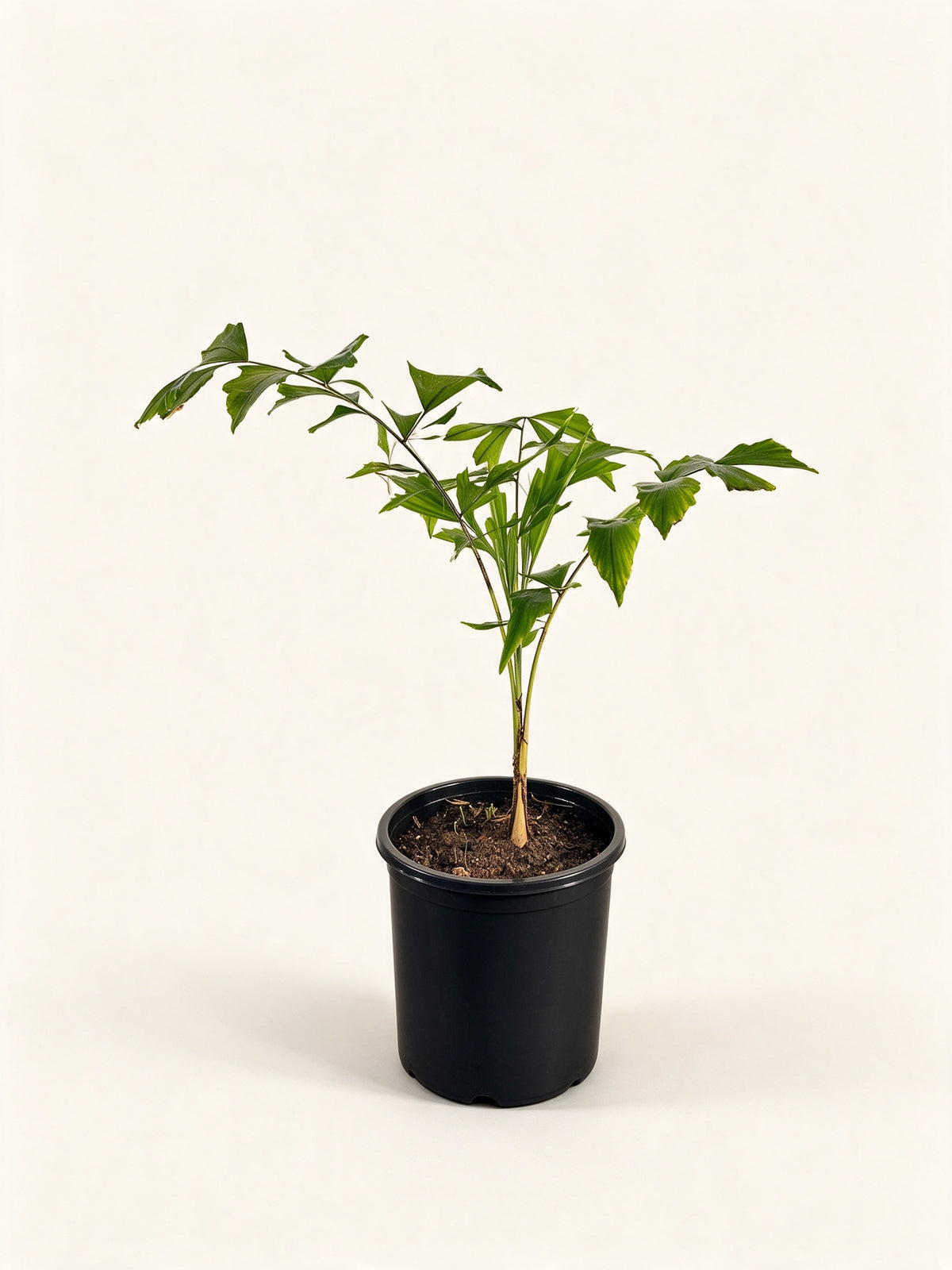 Caryota mitis