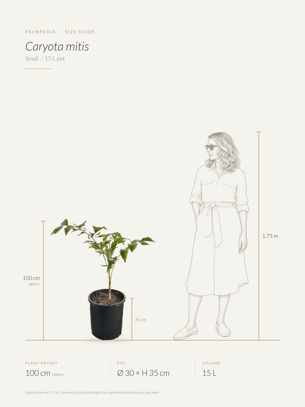 Caryota mitis – size guide