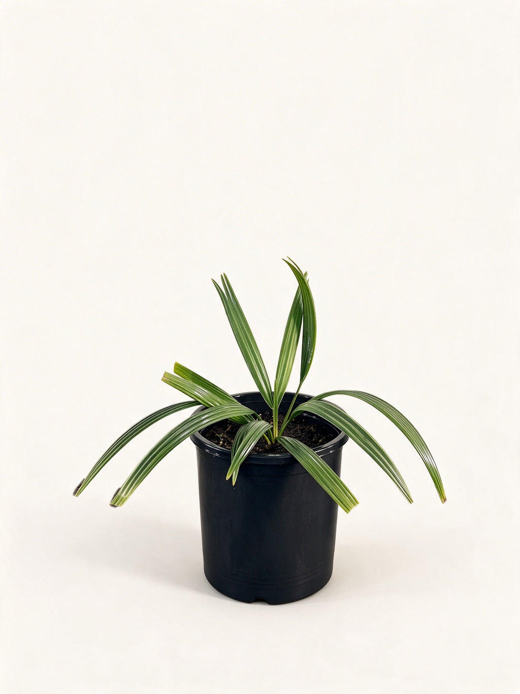 Sabal minor 'Louisiana'