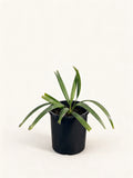 Sabal minor 'Louisiana'