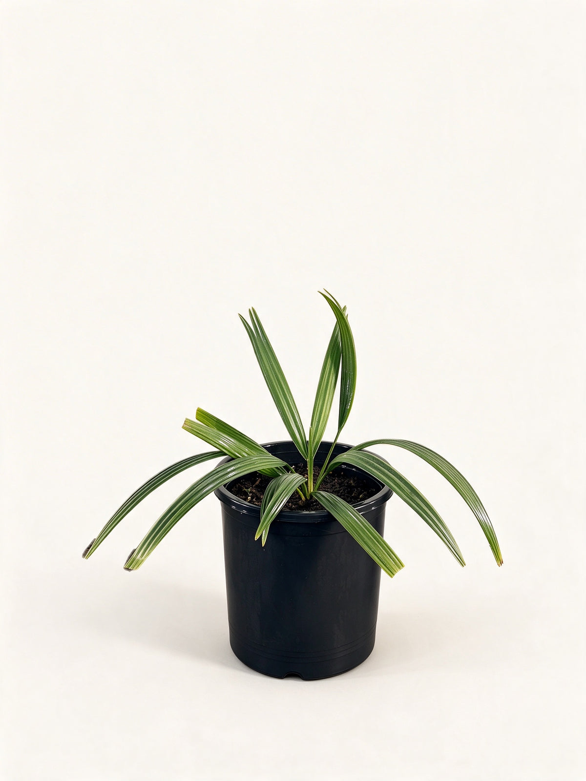 Sabal minor 'Louisiana'