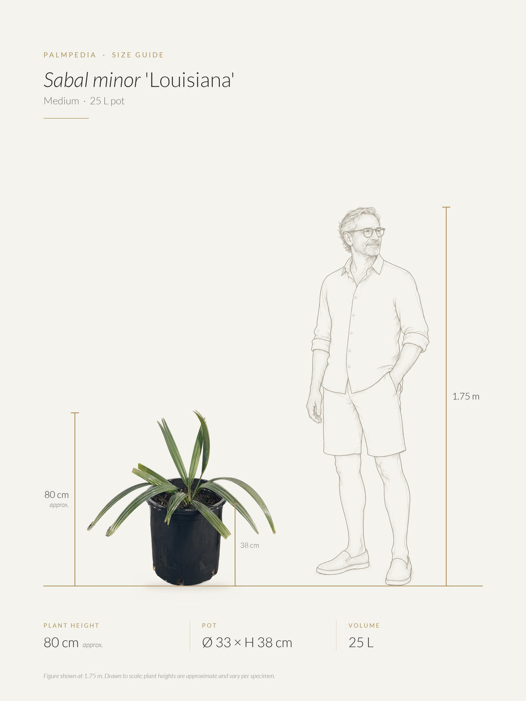 Sabal minor 'Louisiana' – size guide