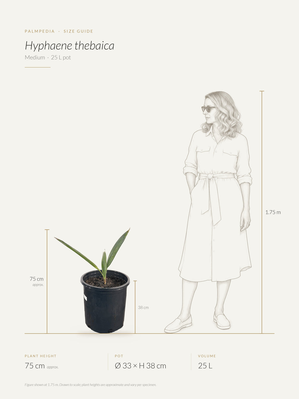 Hyphaene thebaica – size guide