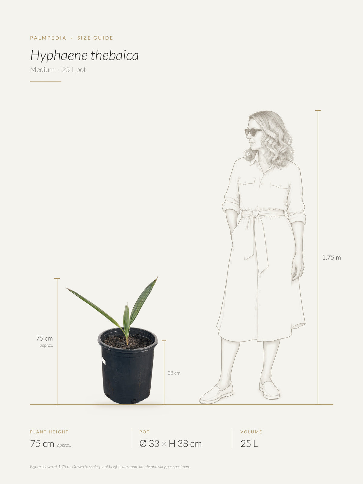 Hyphaene thebaica – size guide