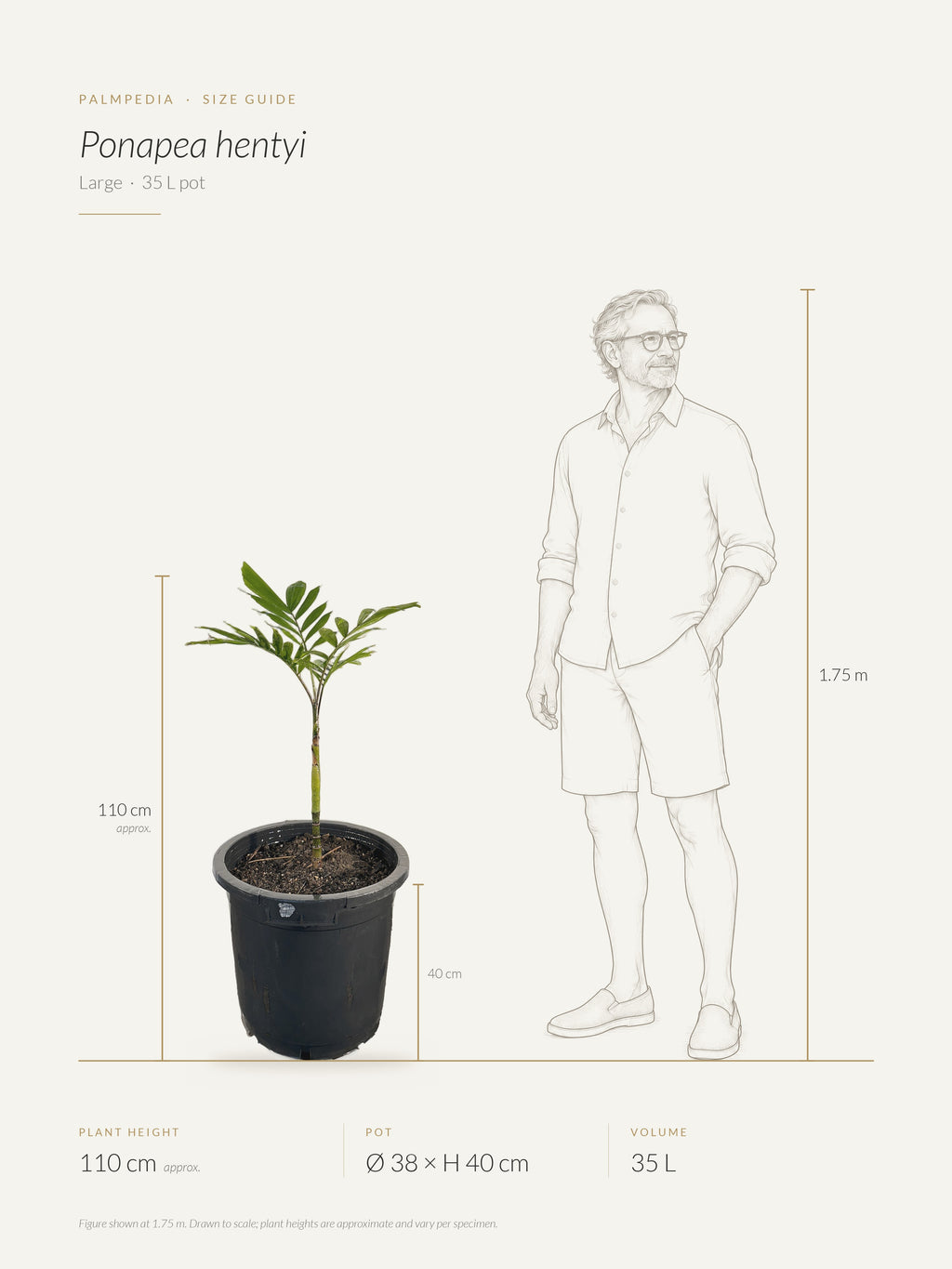 Ponapea hentyi – size guide