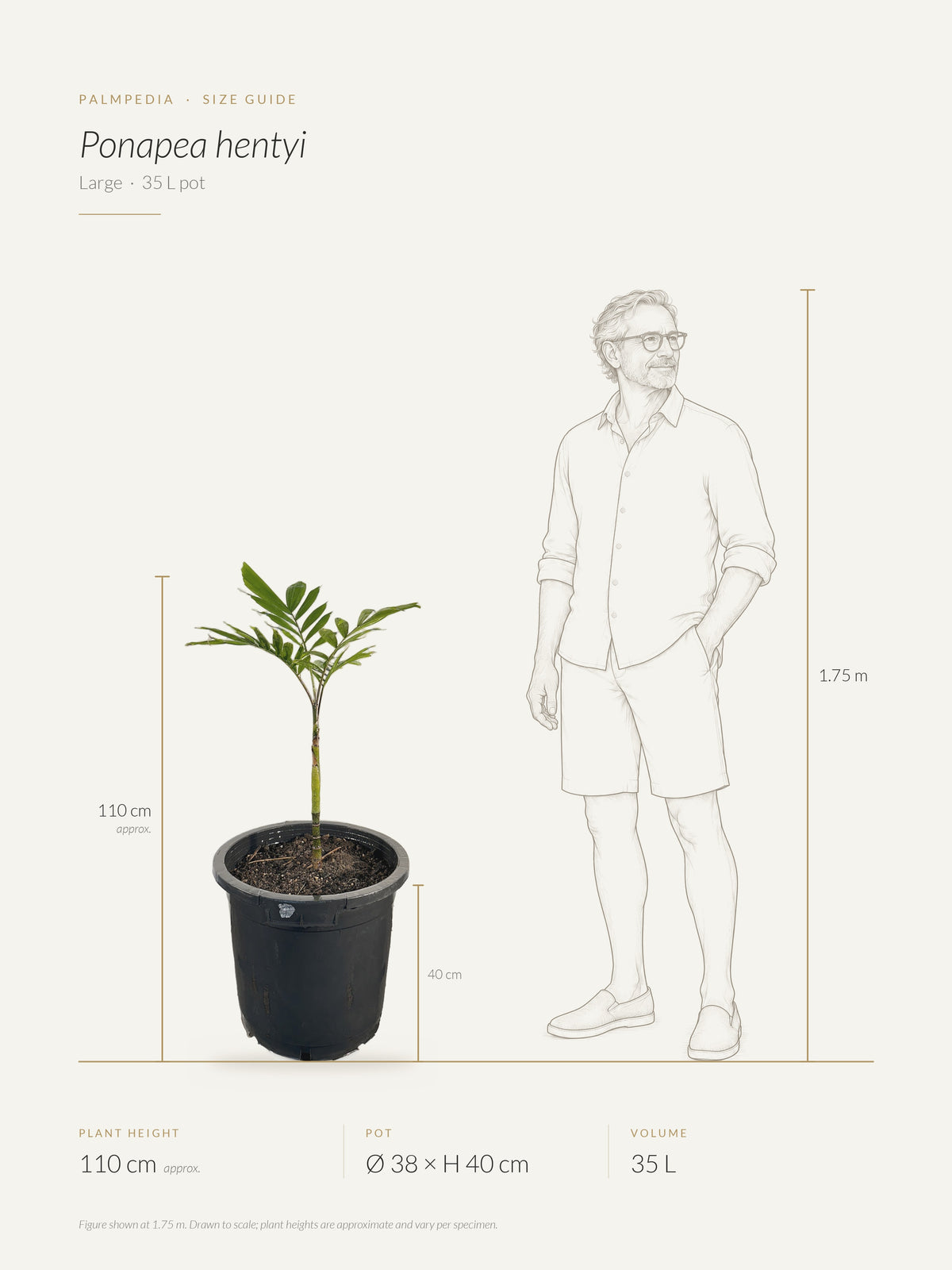Ponapea hentyi – size guide