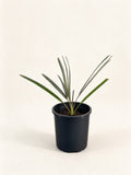 Sabal minor