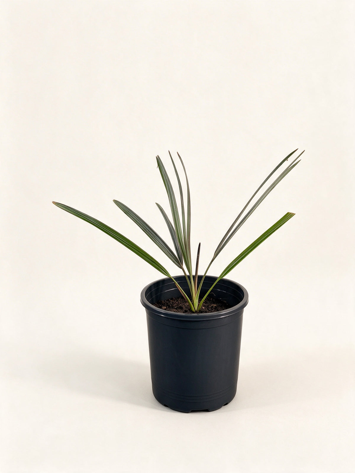 Sabal minor