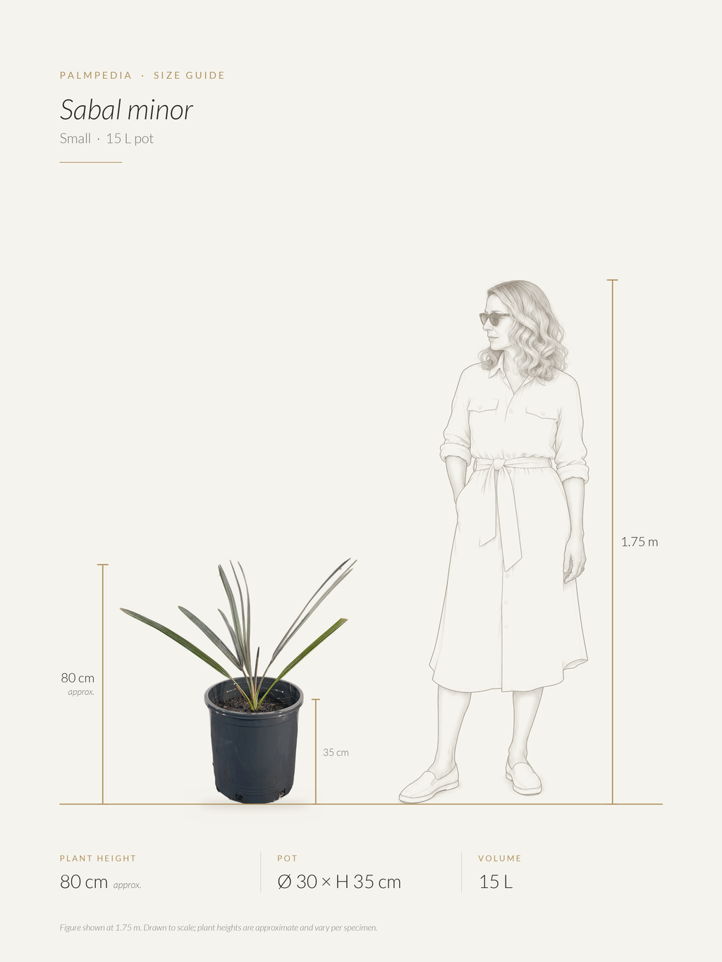 Sabal minor – size guide