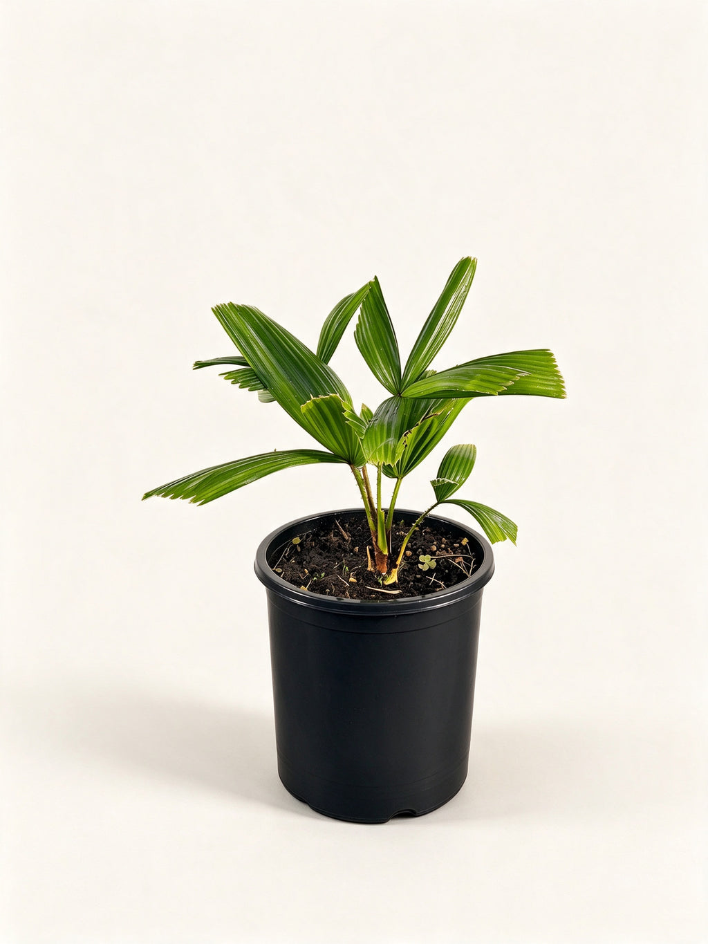 Licuala spinosa