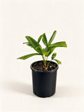 Licuala spinosa