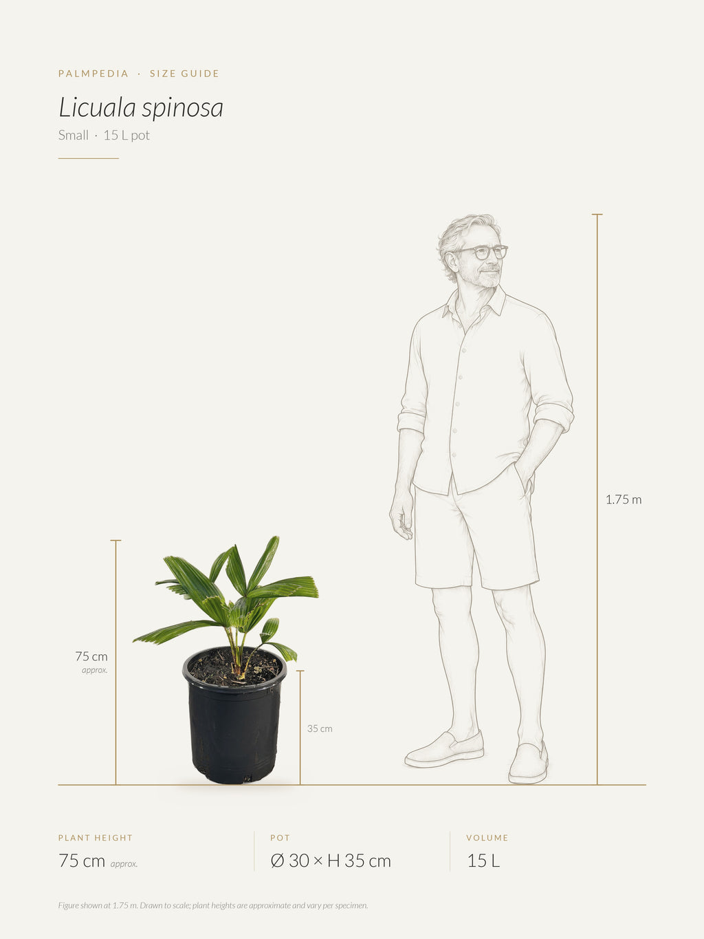 Licuala spinosa – size guide