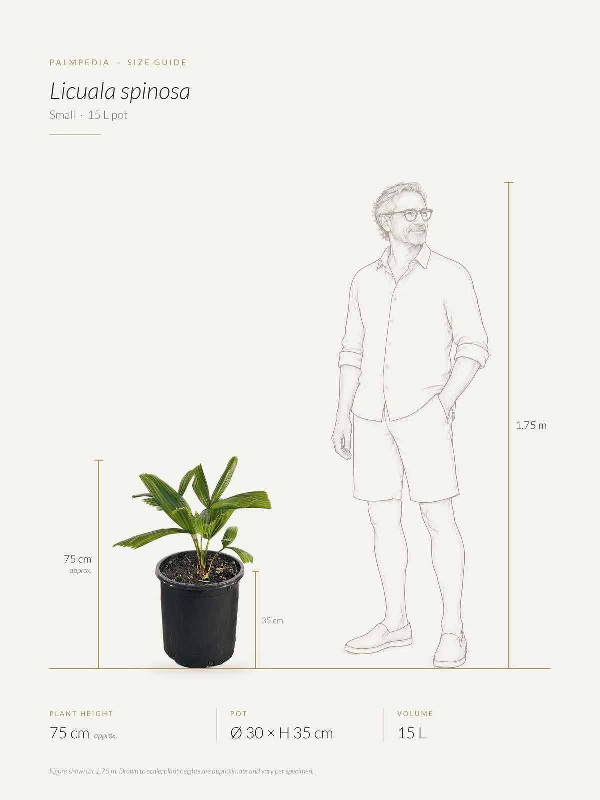 Licuala spinosa – size guide