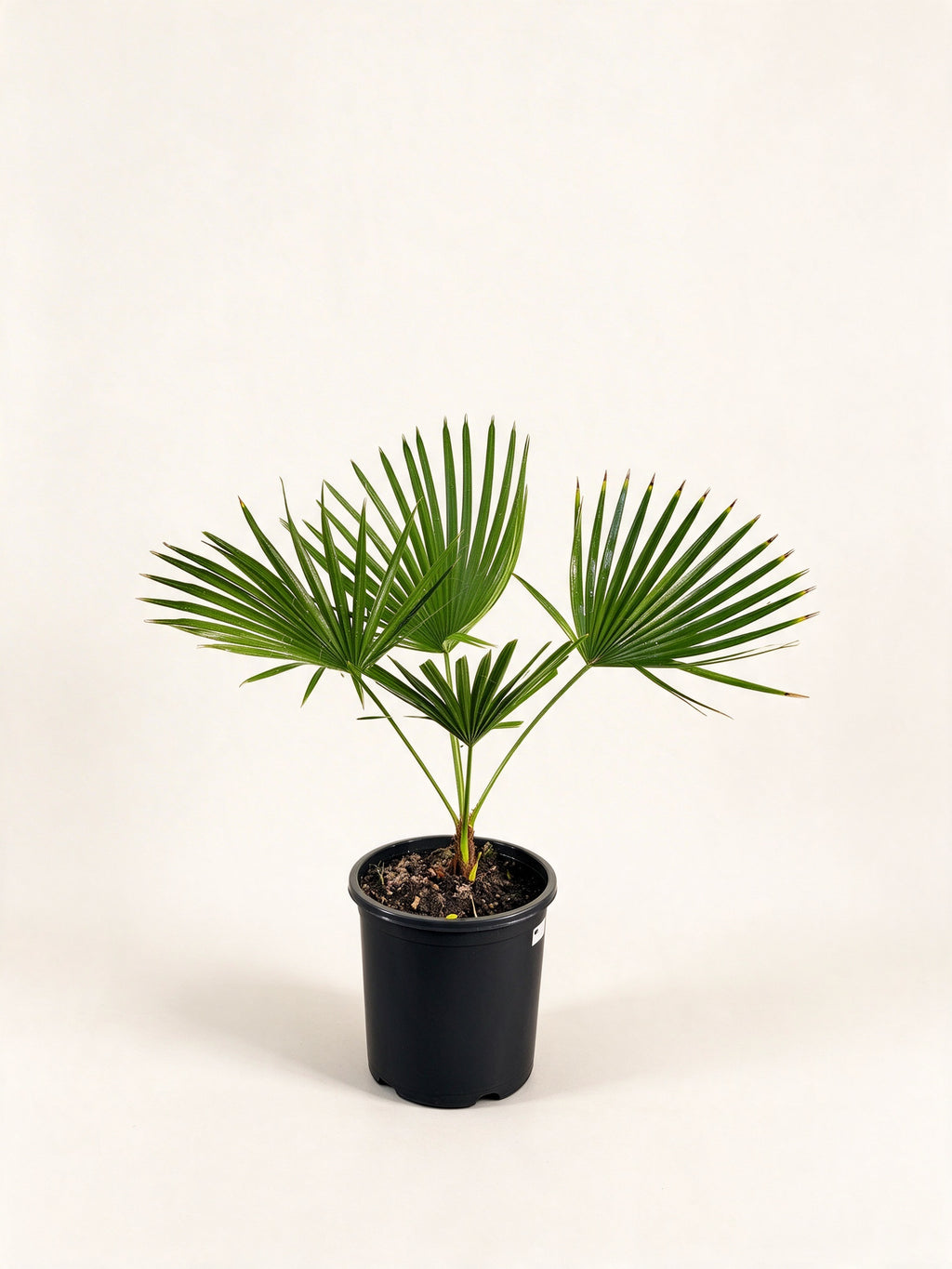 Trachycarpus latisectus