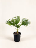 Trachycarpus latisectus